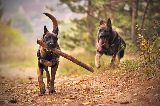 german shepherd